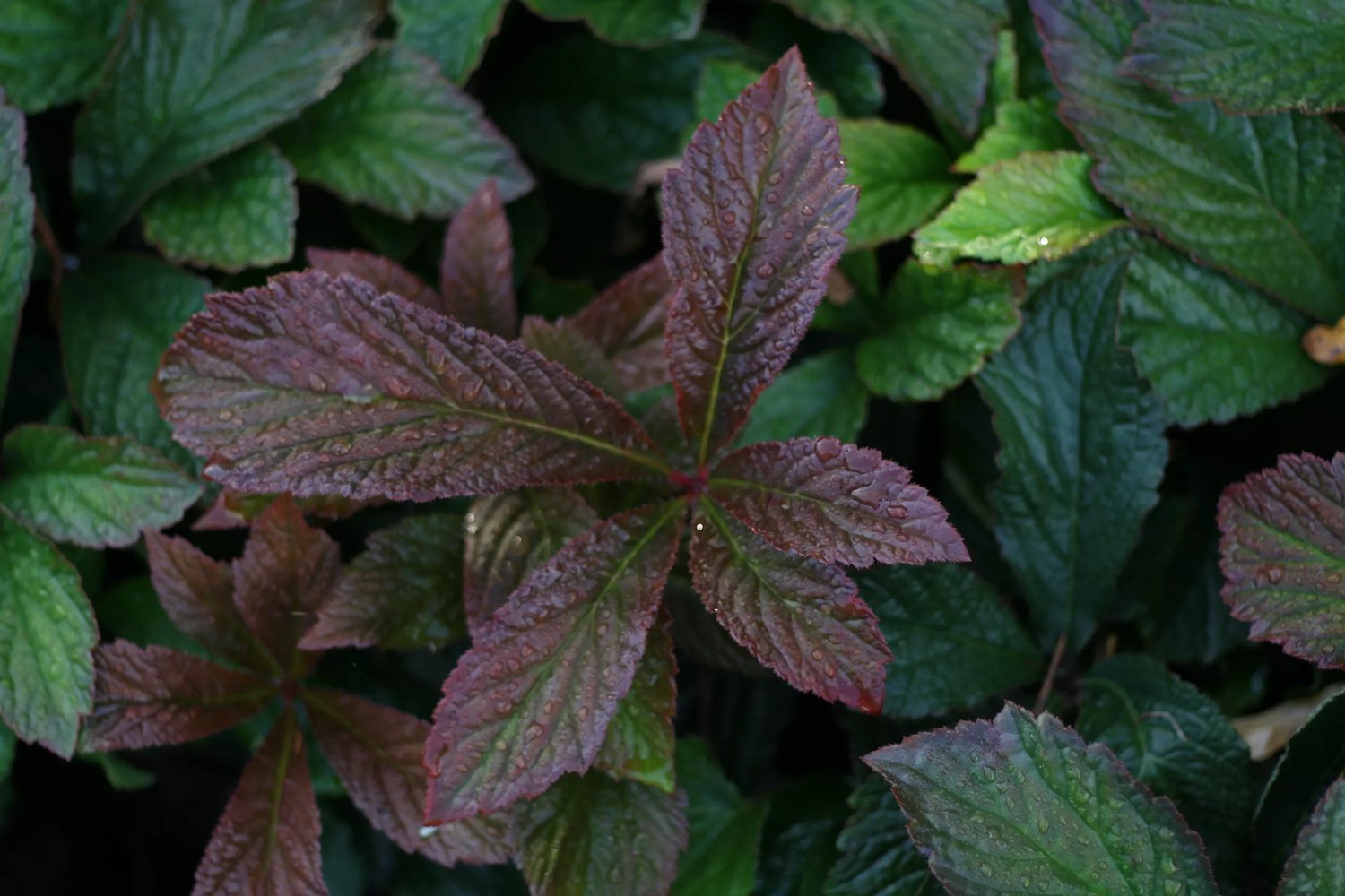 Produktbild på Fingerrodgersia 'Bronze Peacock'