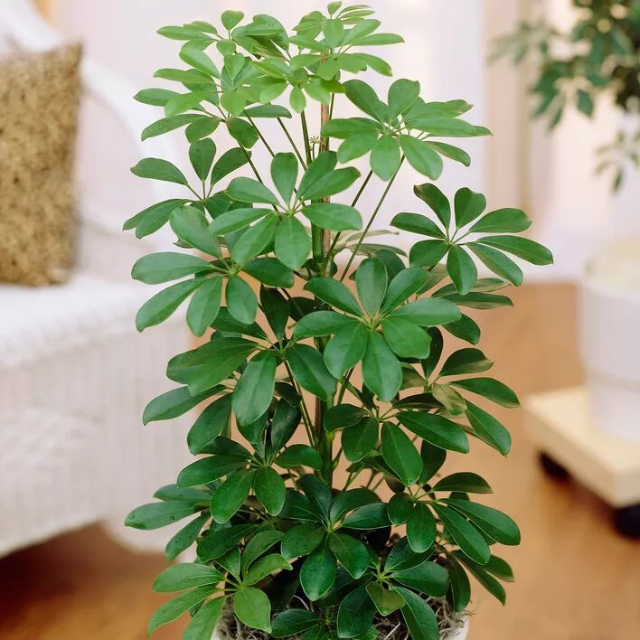 Paraplyaralia 24 cm 60-80 cm MPS