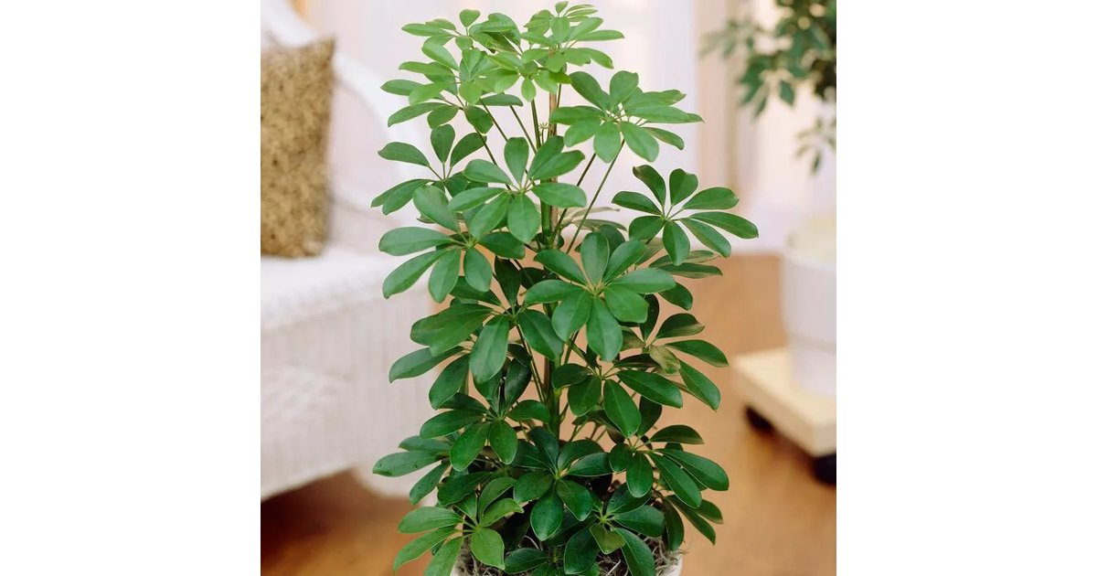 Paraplyaralia 24 cm 60-80 cm MPS