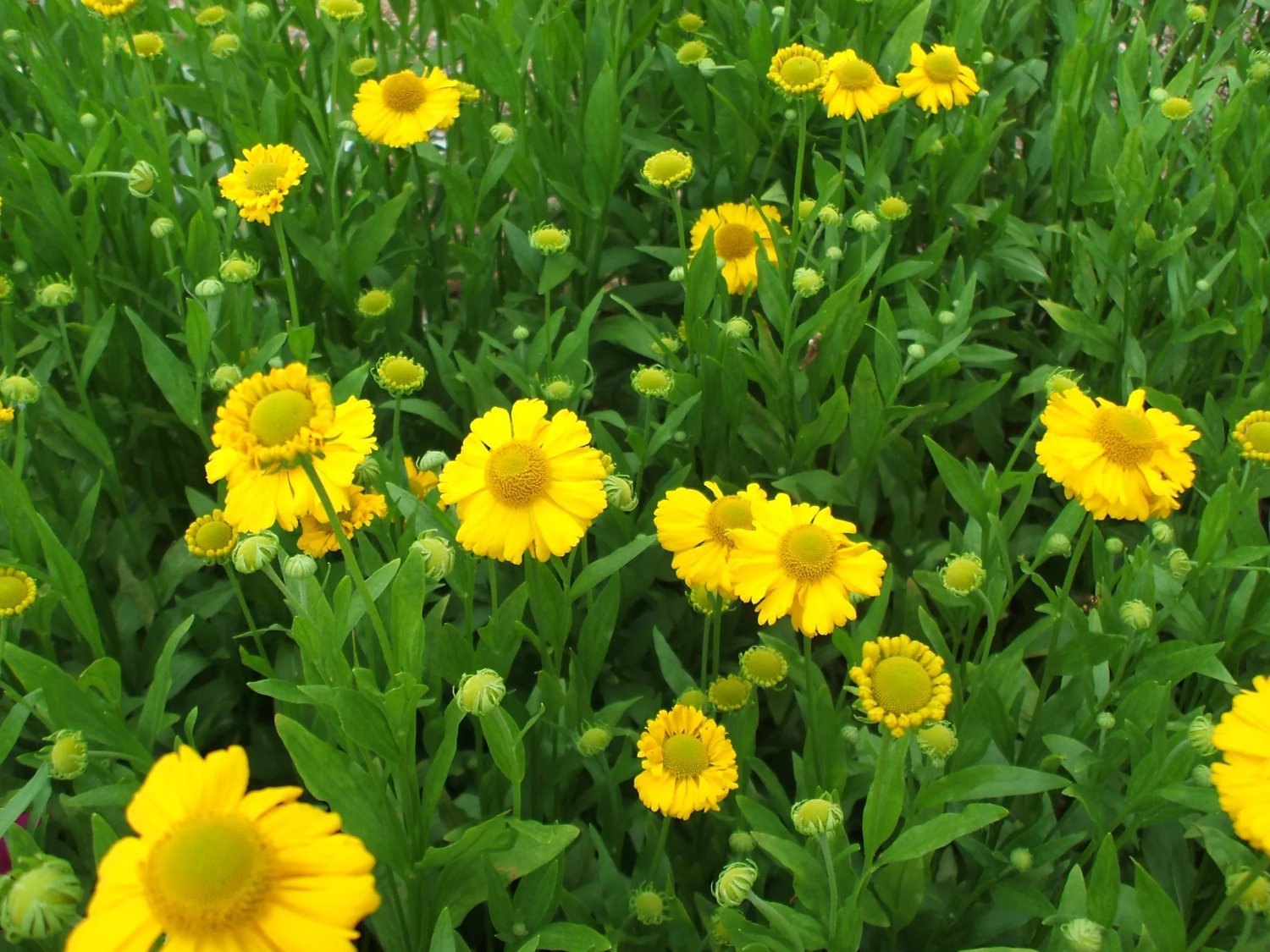 Trädgårdssolbrud 'Lemon Sundae' 13 cm Från Sverige Liljedalgårdens Perenner