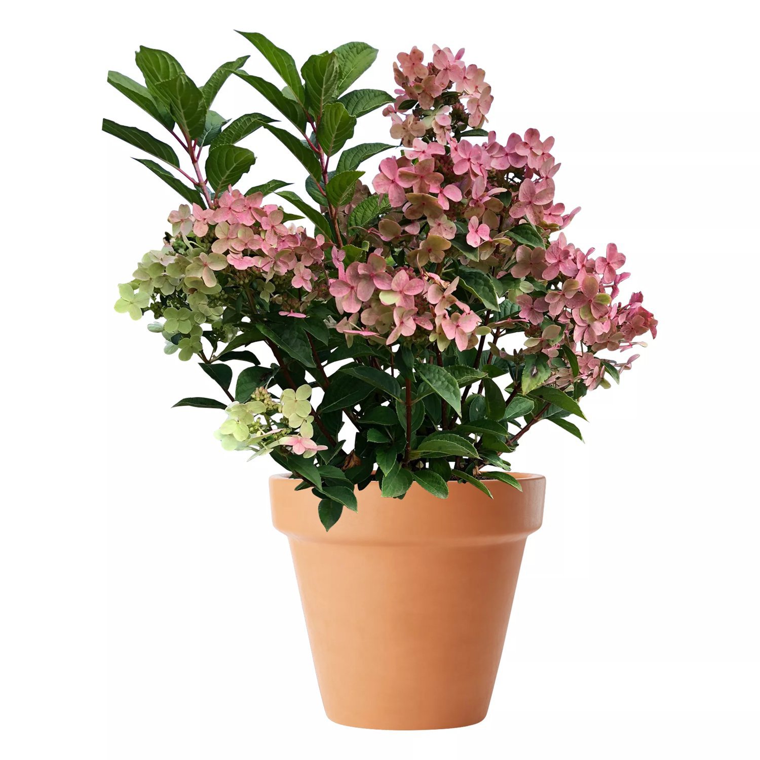 Produktbild på Vipphortensia POLESTAR