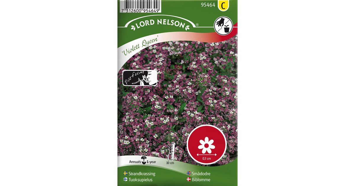 Strandkrassing Violett Queen