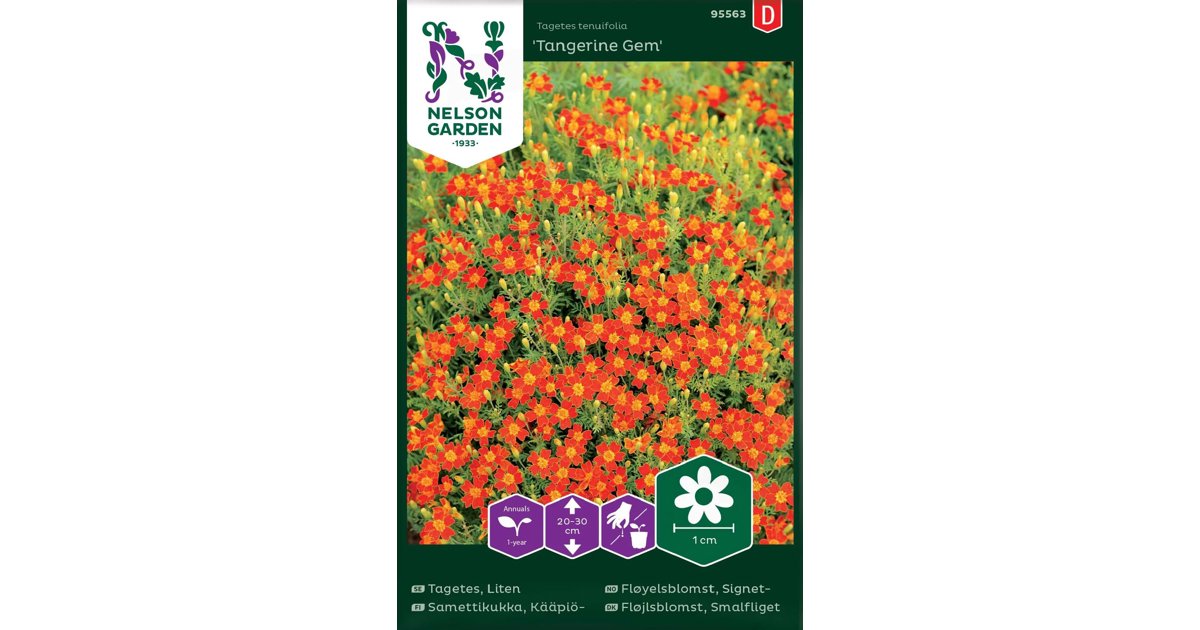 Tagetes, Liten Tangerine Gem