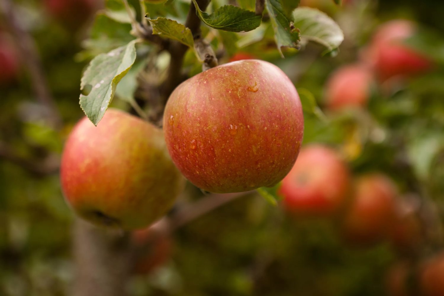 Produktbild på Äppleträd 'Queen Cox'