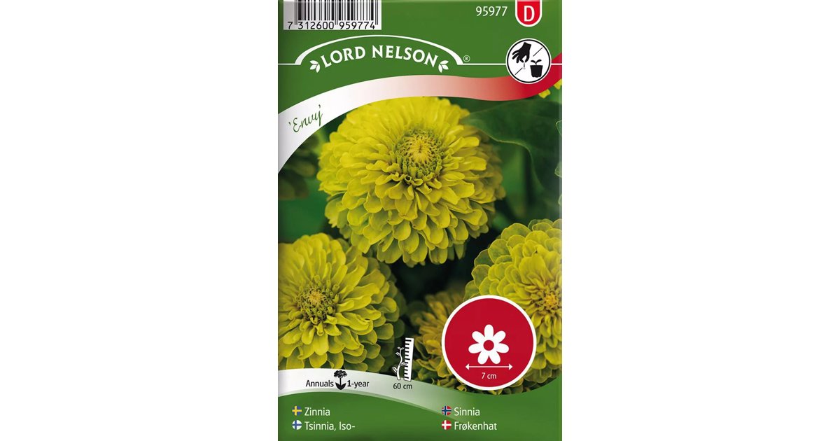 Zinnia Envy