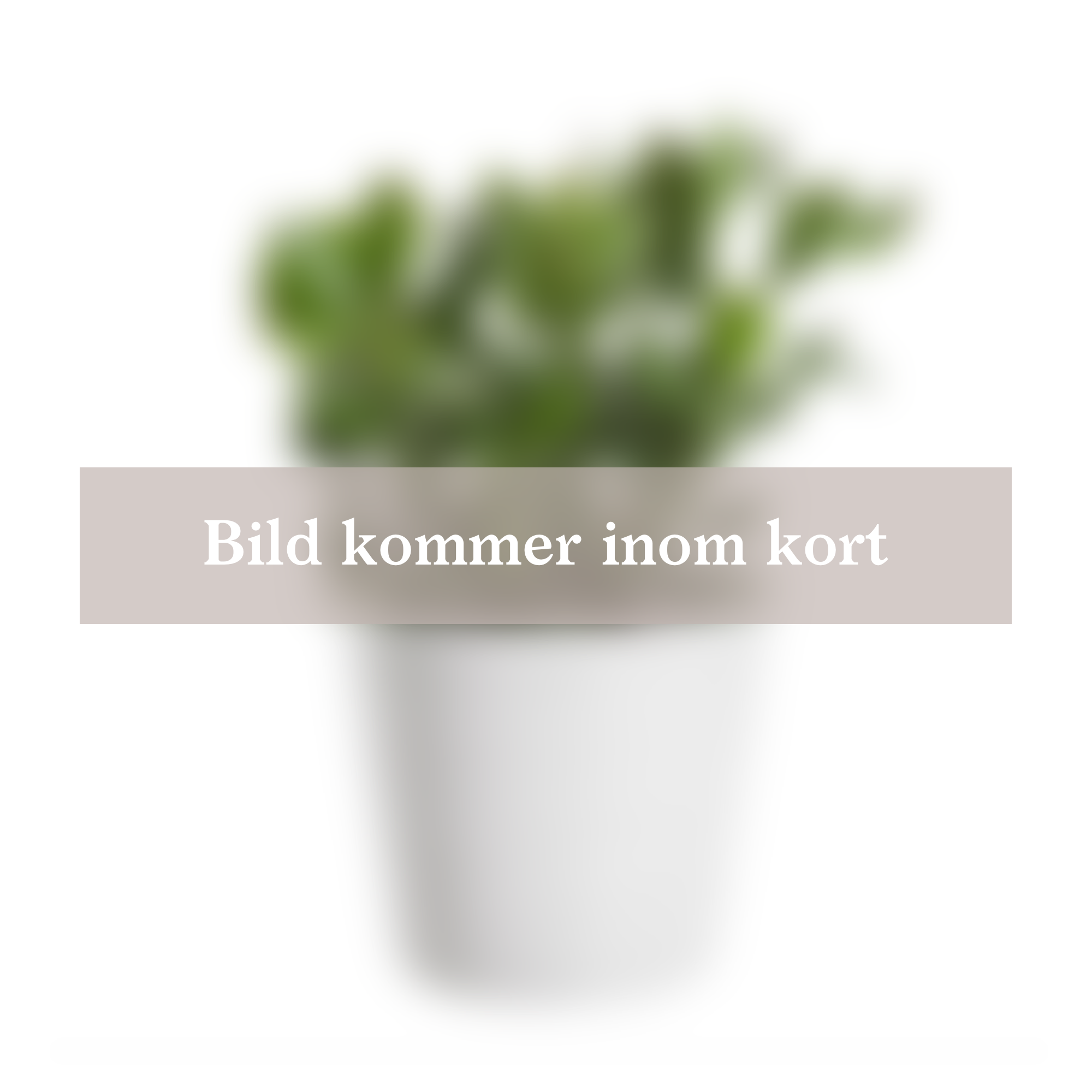 Produktbild på Silverkalla JUNGLE RED ('Sujure')