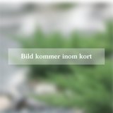 Produktbild på Björkspirea 'Island'