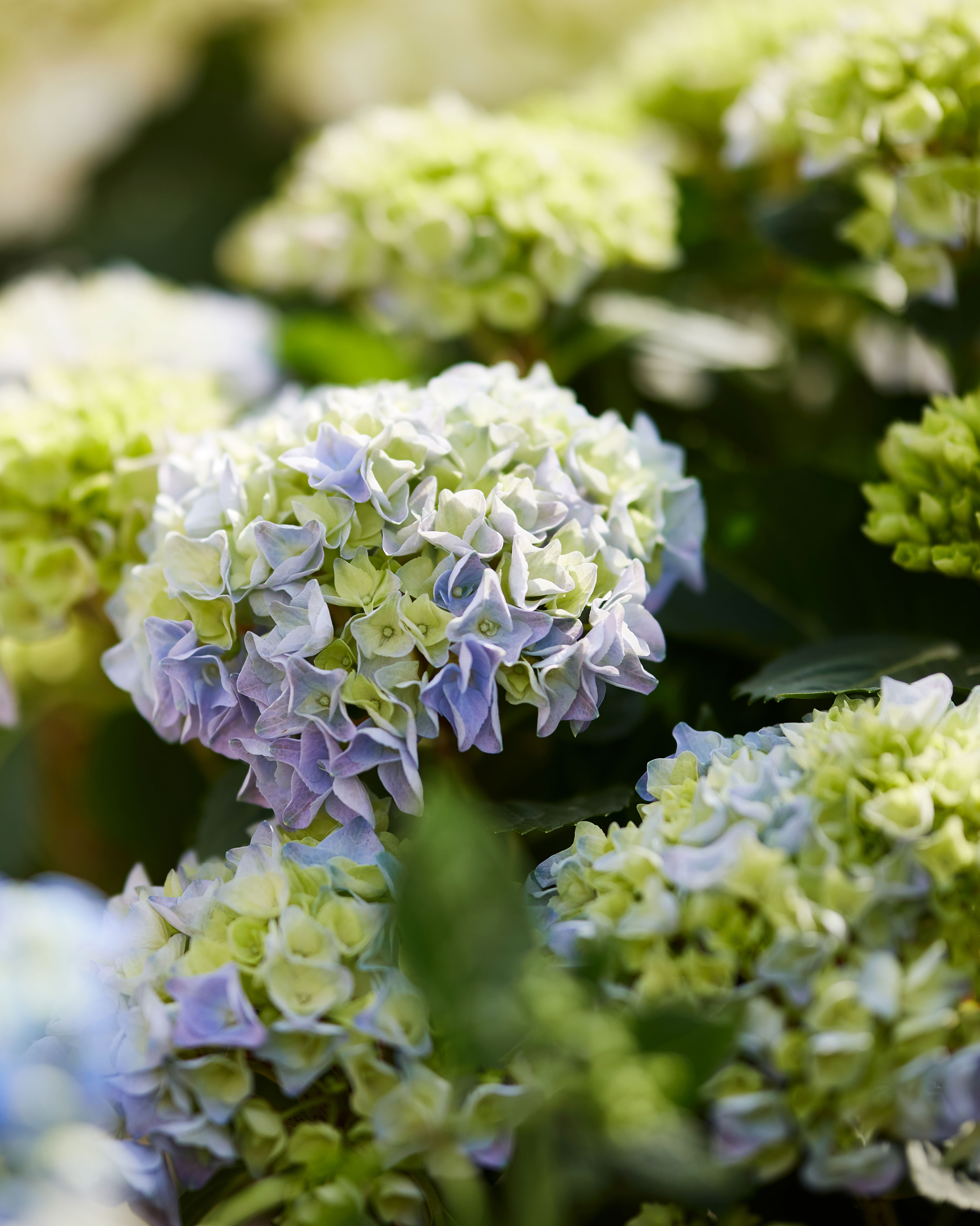 Hortensia