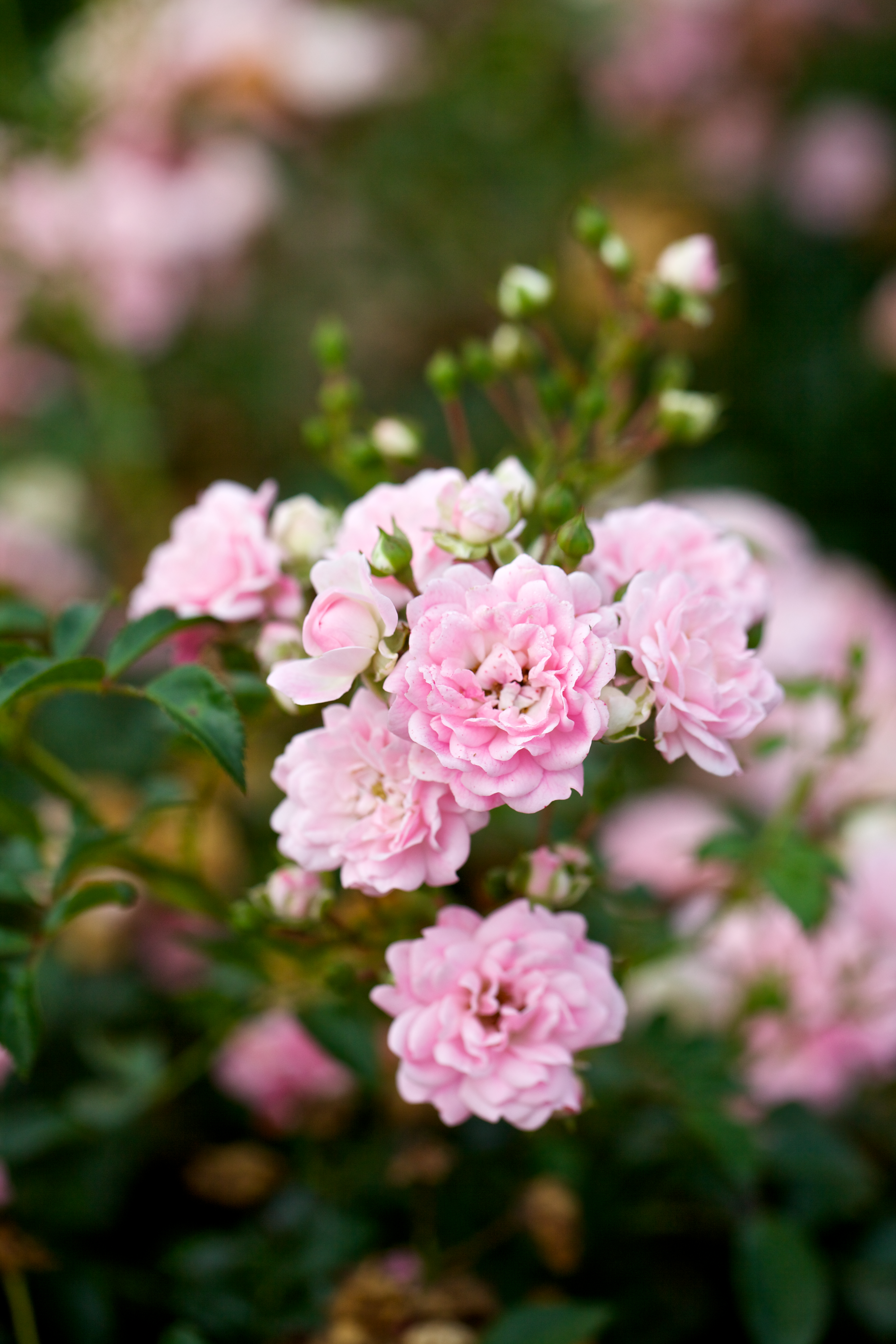 Rosa trädgårdsros