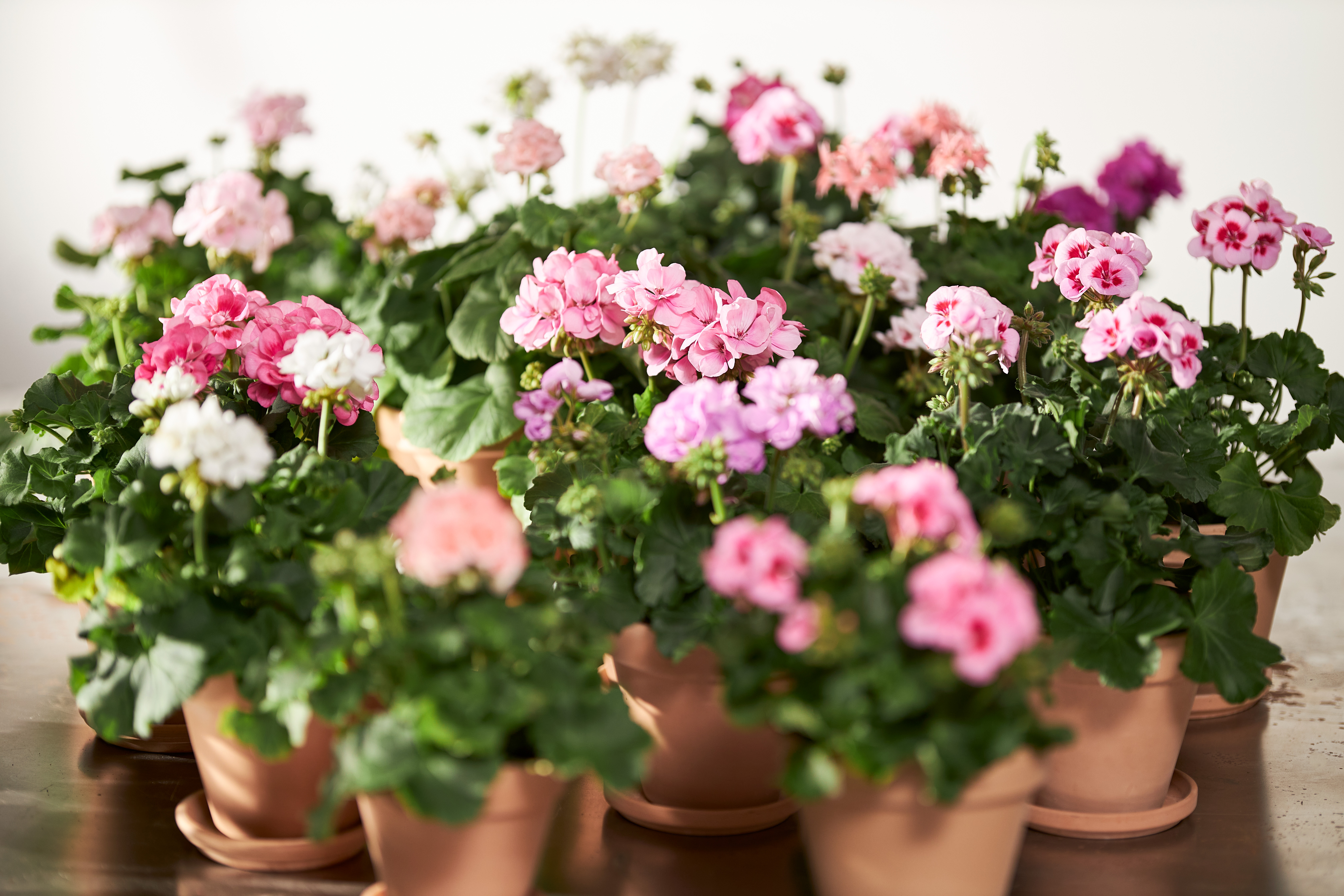 Krukväxter i terrakottakrukor med rosa och vita pelargonblommor.
