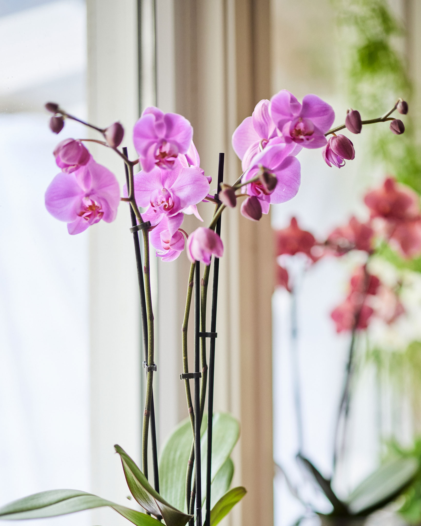 Jinlar, sukkubilar va iblislar bilan 3D porno