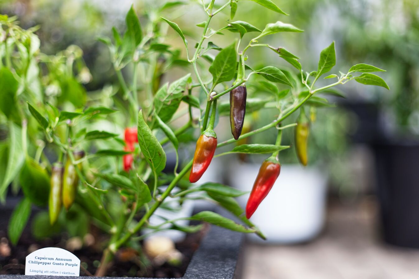 Fröer till chili och paprika köp fröer för hemmaodling Blomsterlandet