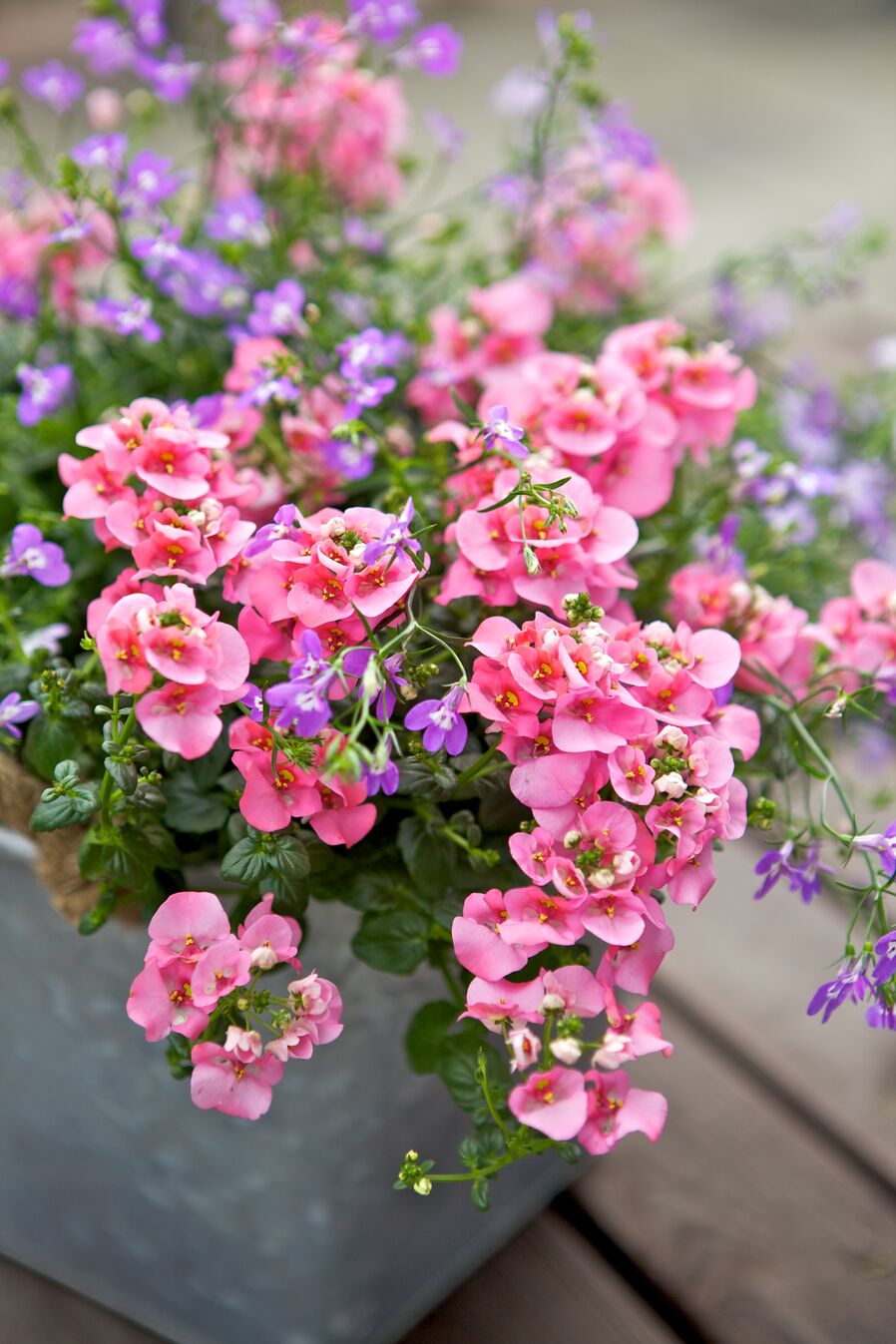 Närbild på en blomsteruppsättning med rosa och lila blommor i en grå kruka.