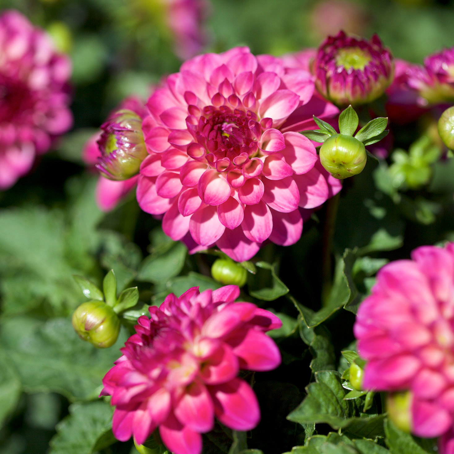 Blomsterlok () Blomsterlok